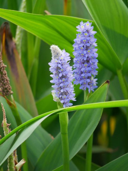 Photo de la fleure Pontederia du parc zoologique de Fréjus