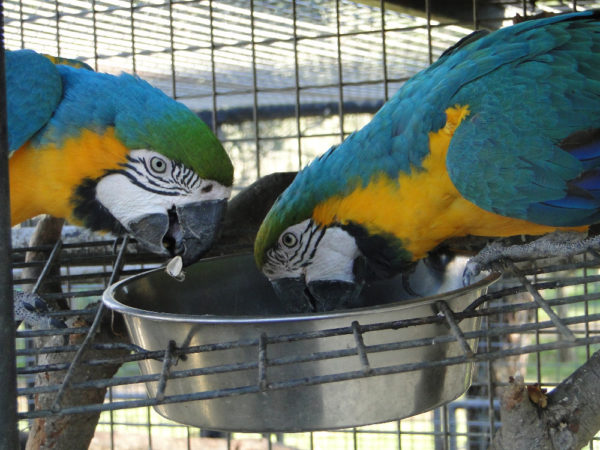 Photo de deux perroquets ara qui mangent au zoo de Fréjus