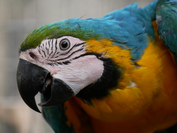 Le ara bleu ou ararauna