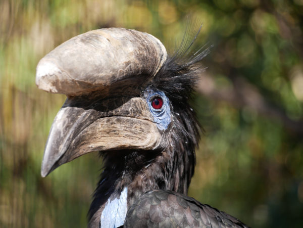 Le calao à casque noir
