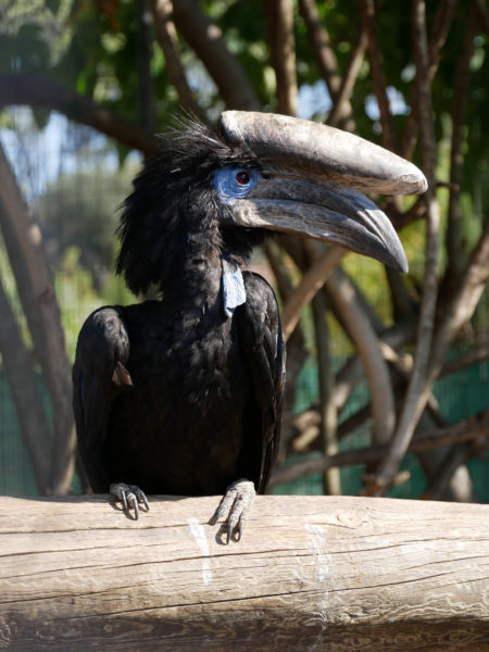 Photo d'un calao au parc zoologique de Fréjus