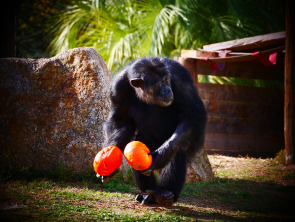 Photo d'un chimpanzé qui mange au zoo de Fréjus