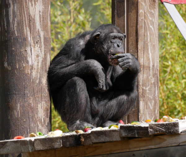 Photo d'un chimpanzé qui mange au zoo de Fréjus