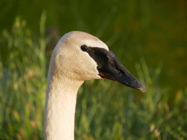 Photo d'un cygne trompette au parc zoologique de Fréjus