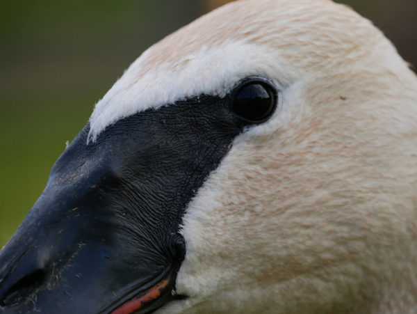 Photo d'un cygne trompette au parc zoologique de Fréjus
