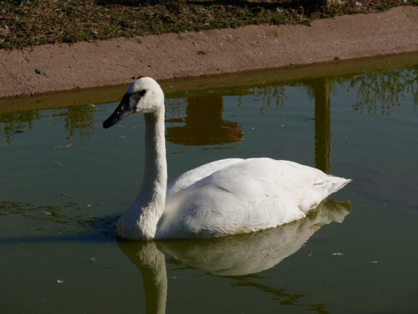 Le cygne trompette