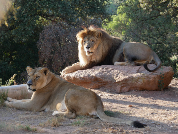 Photo du lion et de la lion au parc zoologique de Fréjus