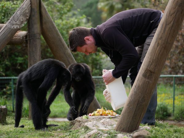 Photo du soigneur du parc zoologique de Fréjus qui nourrit les deux chimpanzés