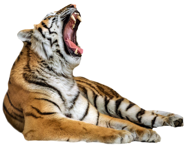 Illustration du tigre du Parc Zoologique de Fréjus qui baille