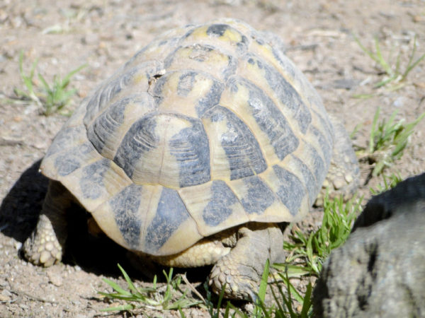 Photo d'une tortue d'Hermann du parc zoologique de Fréjus