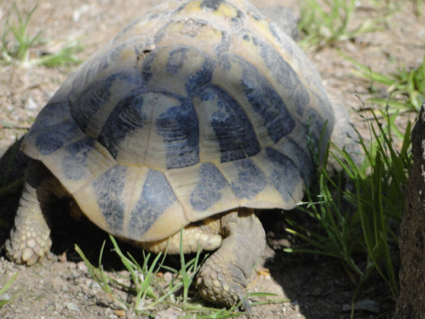 Photo d'une tortue d'Hermann du parc zoologique de Fréjus