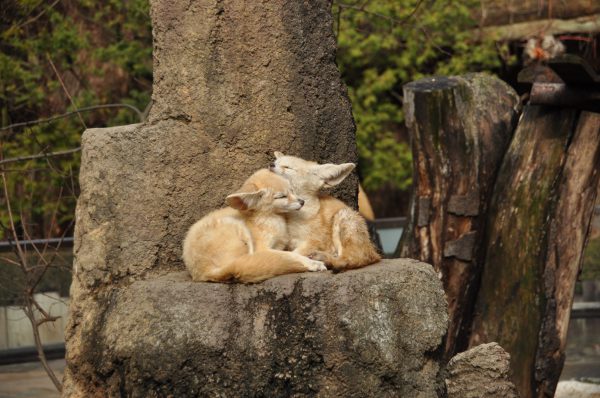 Photo des fennecs du parc zoologique de Fréjus qui dorment et se font un câlin