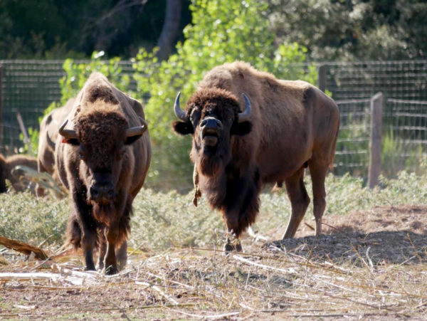 Le Bison d’Amérique