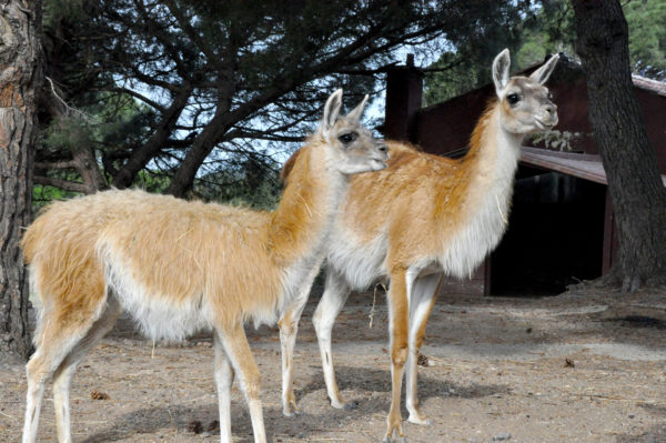 Le Guanaco