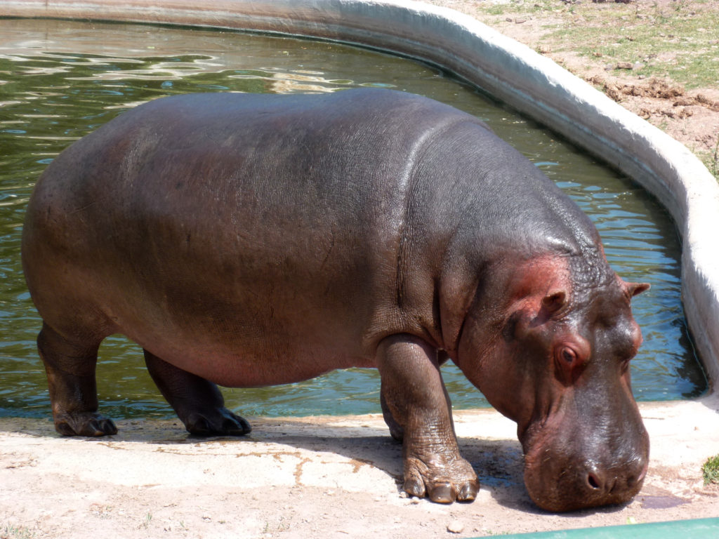 L Hippopotame Amphibie Parc Zoologique De Frejus