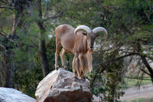 Le Mouflon à Manchettes