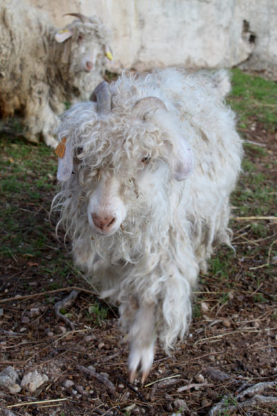 La Chèvre angora