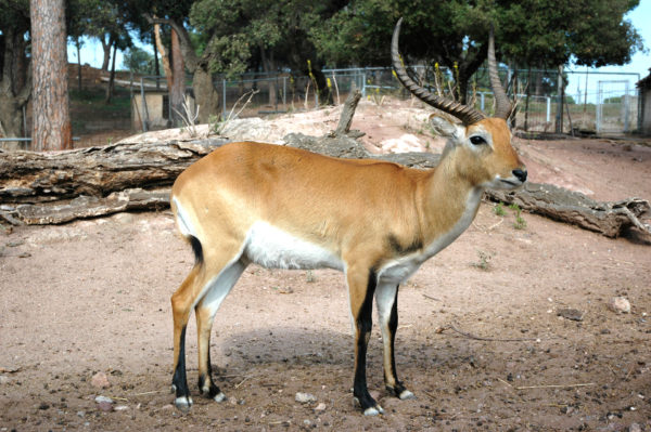 Le Cobe de lechwe
