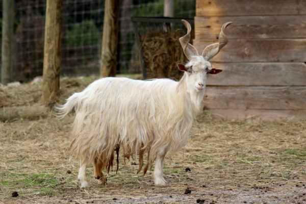 La Chèvre Girgentana