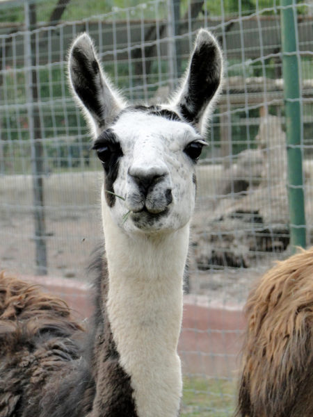 Le Lama