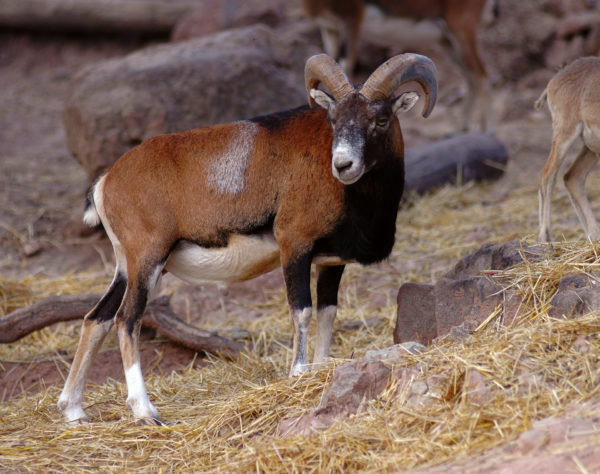 Le Mouflon de Corse