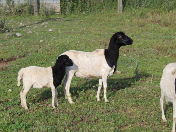 Le Mouton de Somalie