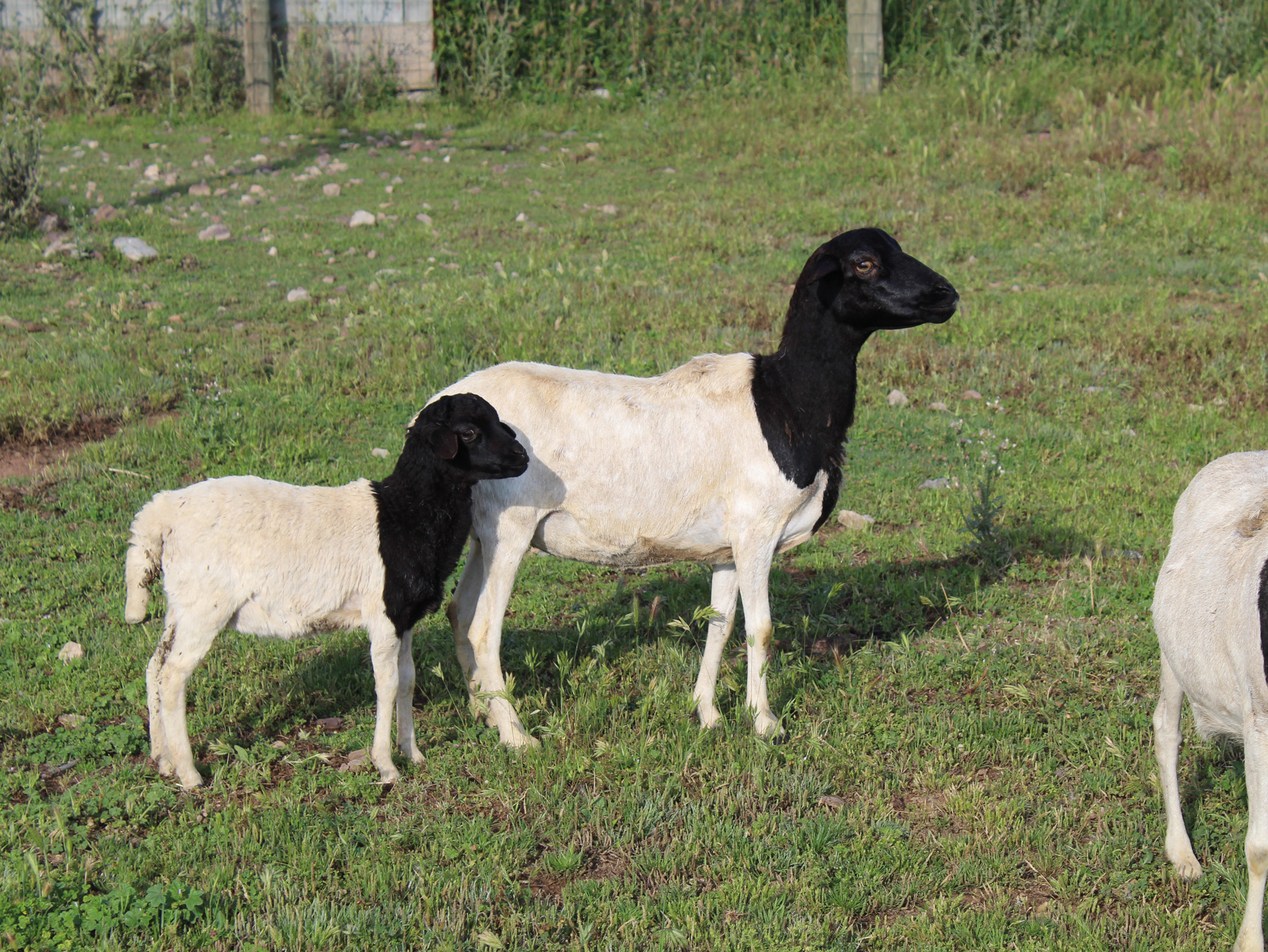 Le Mouton De Somalie Parc Zoologique De Frejus