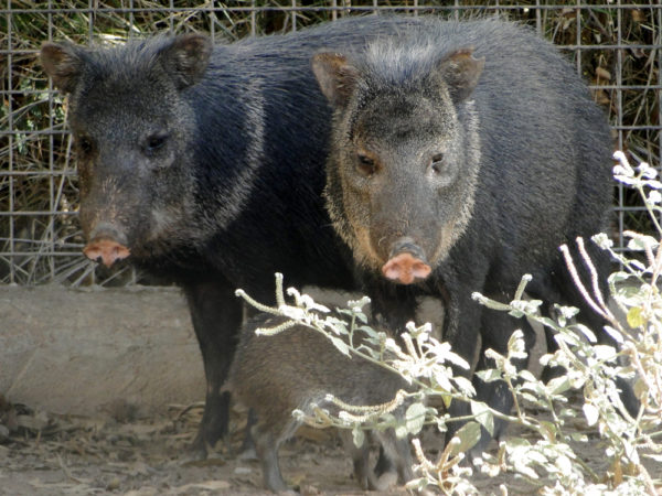 Le Pécari à Collier
