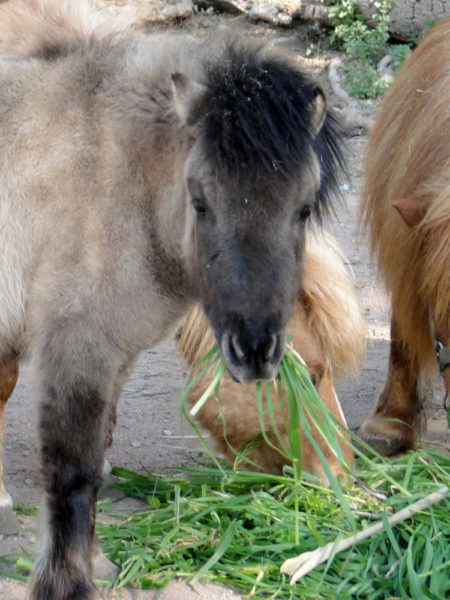 Le Poney Shetland