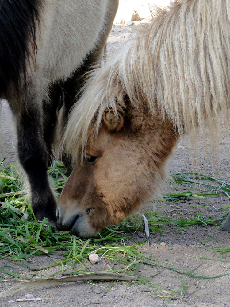 Le poney Shetland