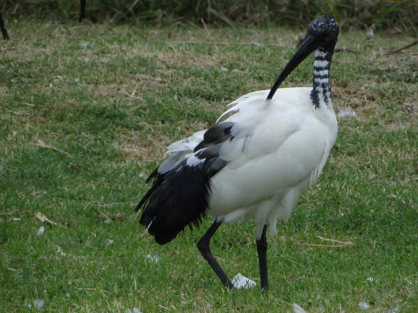 L’ibis sacré