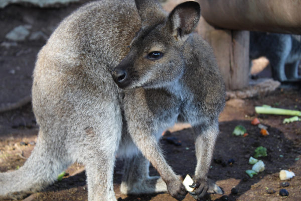 Le Wallaby de Bennett