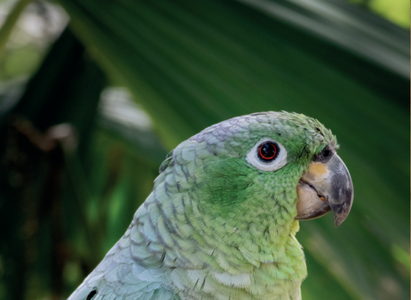 L’Amazone poudrée ou meunier