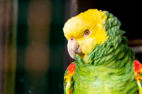 L’Amazone à tête jaune