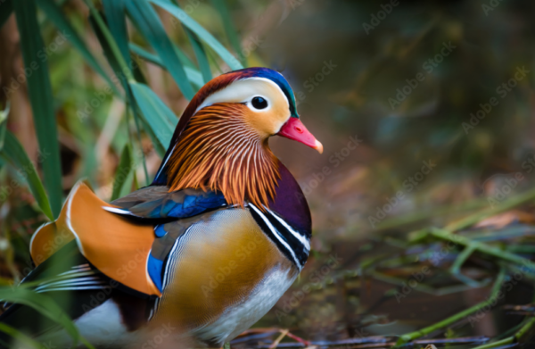 Le Canard mandarin