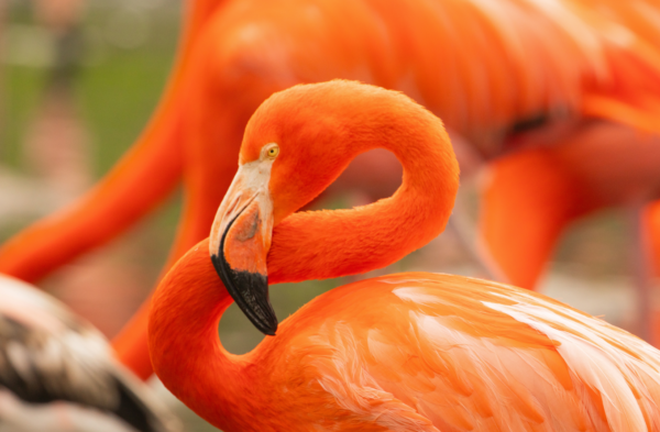 Le Flamant de Cuba