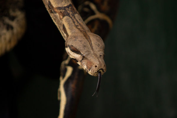 Le Boa constrictor