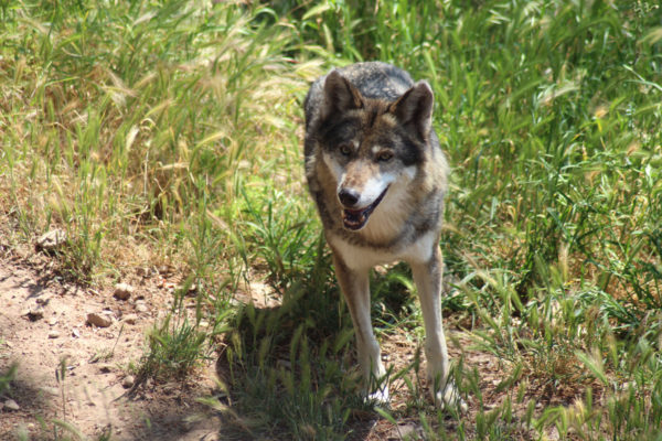 Le loup d’europe