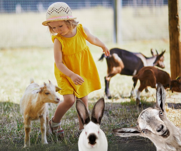 Photo représentante une petite fille dans une petite ferme