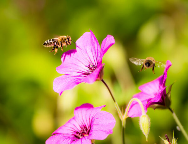 Abeilles