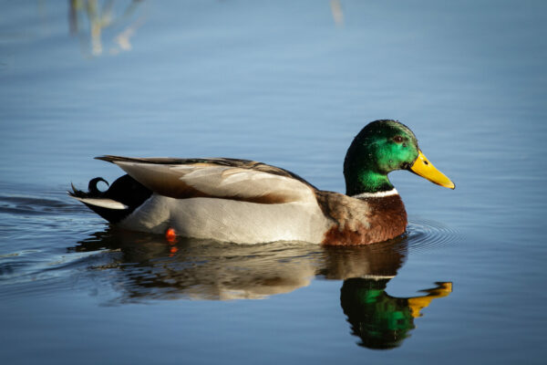 Canards