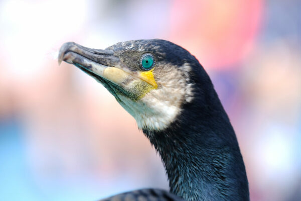 Cormoran