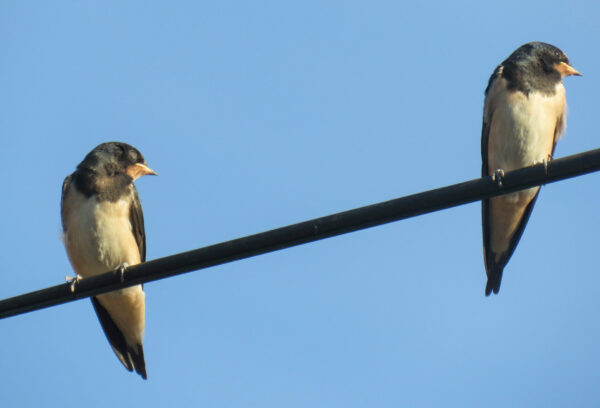 Hirondelle