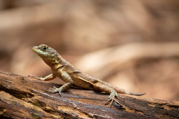 Lézard
