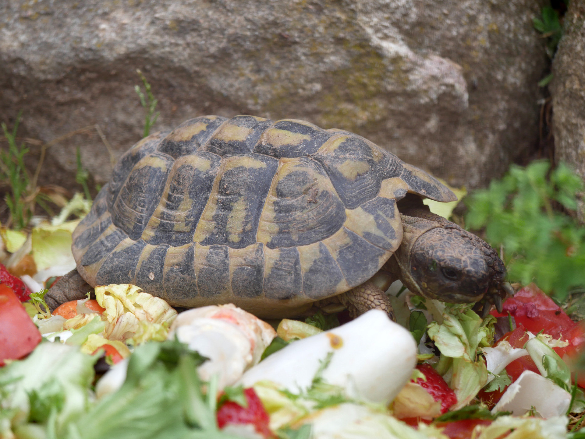 Pourquoi Les Tortues N'aiment Pas Le Noir