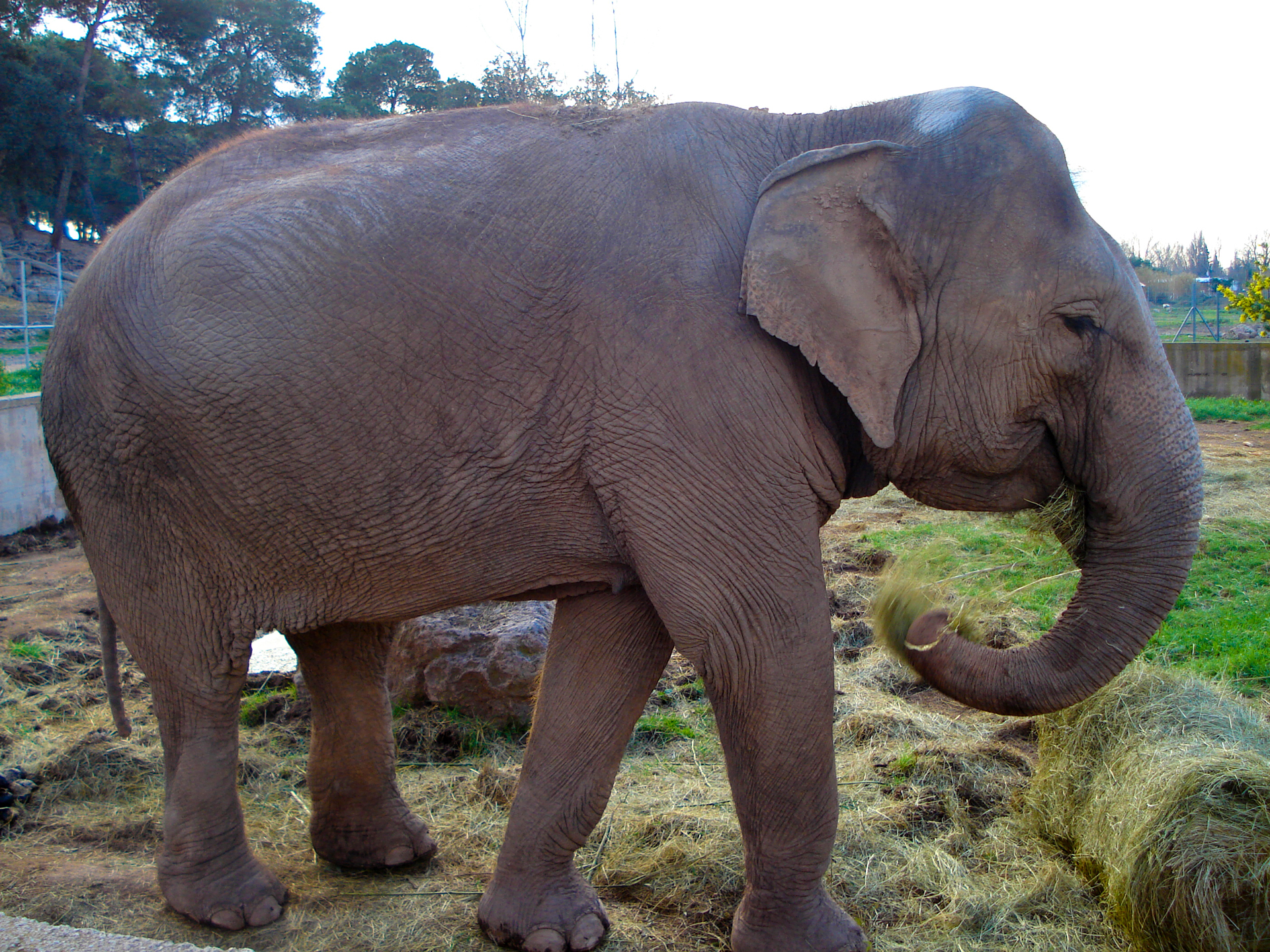 L'éléphant d'asie - Parc zoologique de fréjus