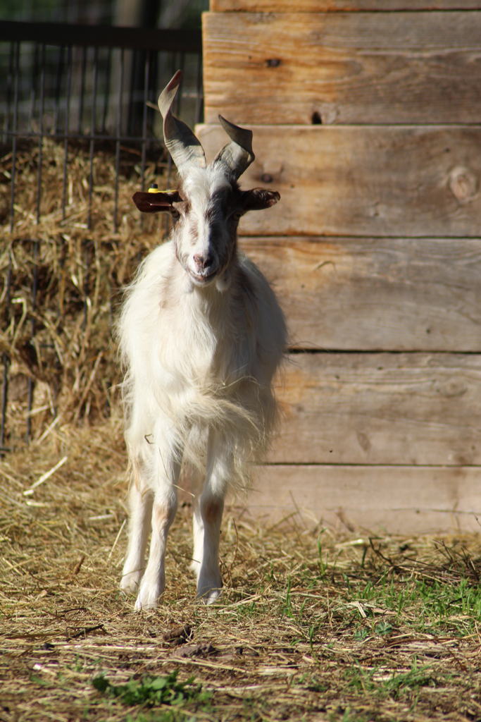 Mention Particulière Saison 1 La Chèvre Girgentana - Parc zoologique de fréjus