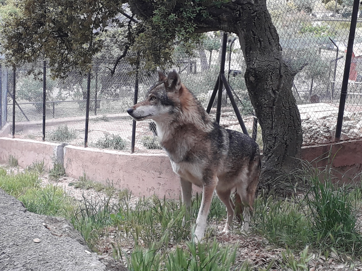 Le loup d'europe Parc zoologique de fréjus